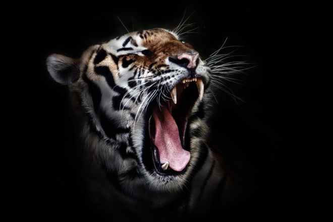 photo of a tiger roaring